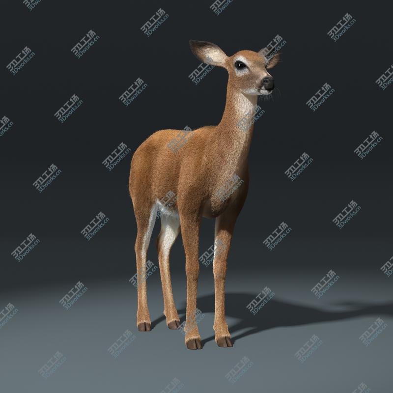 images/goods_img/20210114/White Tailed Doe(FUR)(ANIMATED)/5.jpg